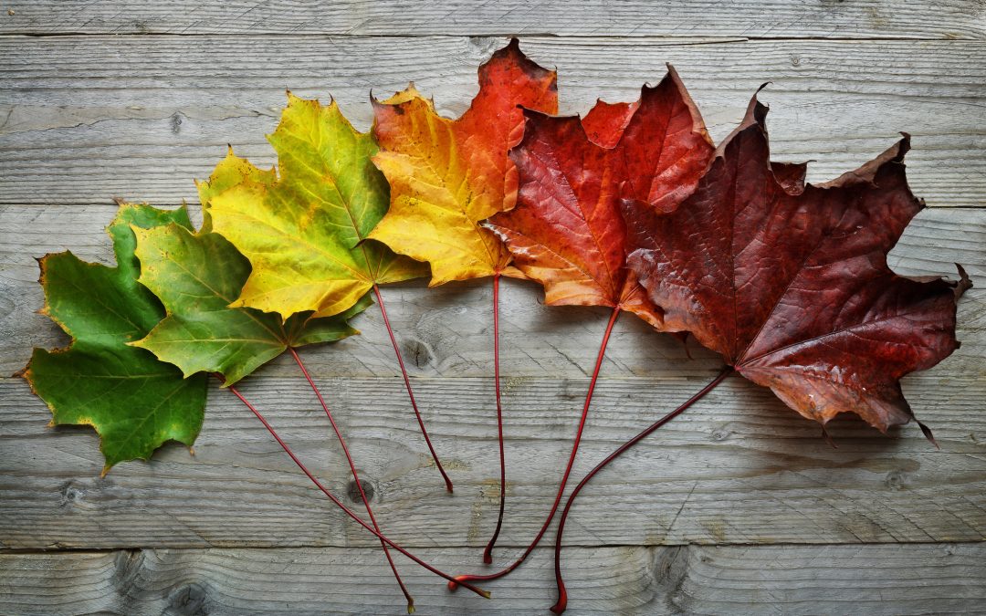 multicolored autumn leaves arranged green to yellow to orange to red